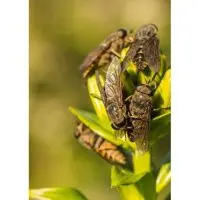 Ловушка для ос и слепней MT-Trap