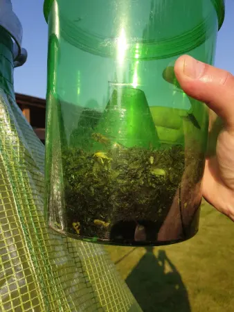 Ловушка для слепней H-TRAP фото в интернет магазине | zdorov.by