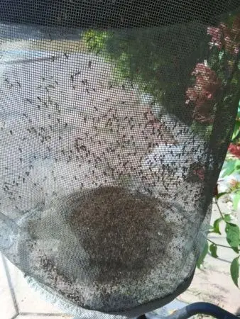 Система уничтожения комаров AERO GC Plus фото в интернет магазине | zdorov.by